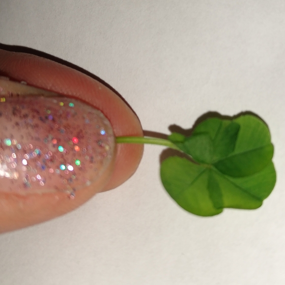 🍀 WILD 5 Five Leaf Clover Rare REAL Just 4U Found 4/23/23 USA yard Lucky Rose - Picture 10 of 17